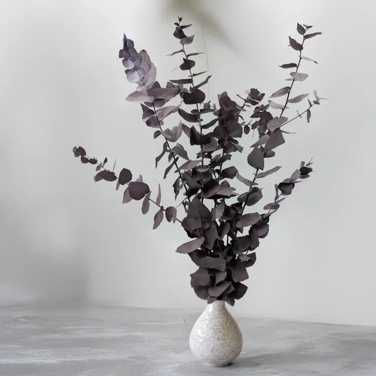 Stuartiana Milka LC 4.png