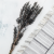 Rozmaryn LC 3.png