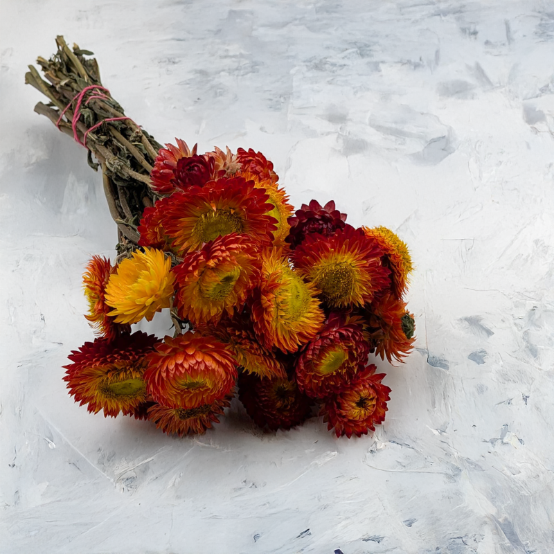 Kocanka pomarańczowa PLS 1.png