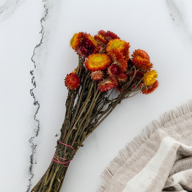 Kocanka pomarańczowa PLS 3.png