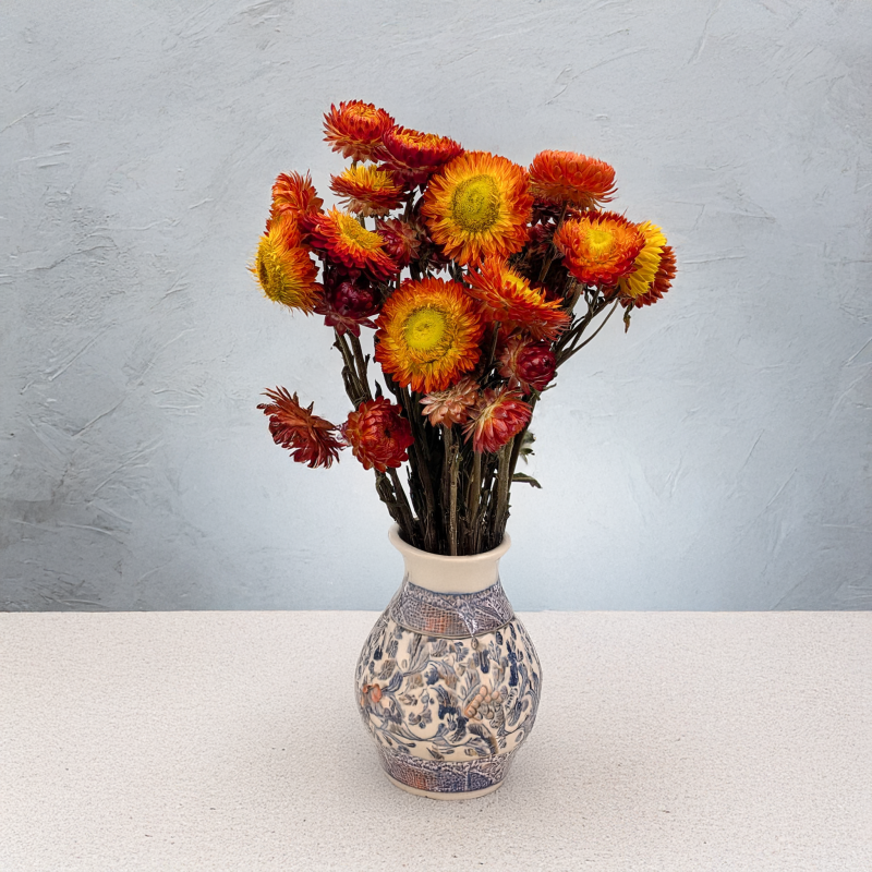 Kocanka pomarańczowa PLS 4.png