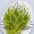 Statice Marine Lt Green IT 2.png