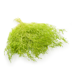 Statice Séché – Limonium Latifolium – Vert clair