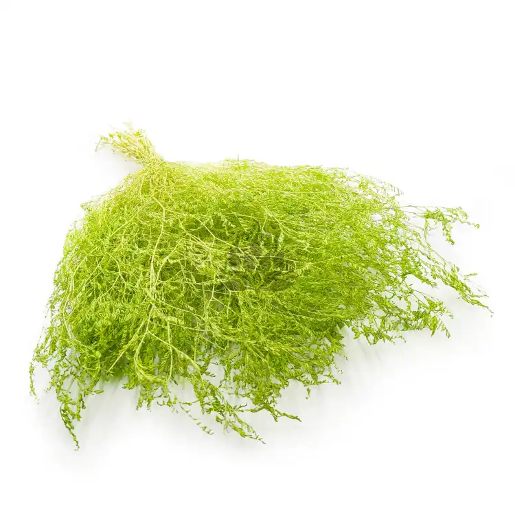 Statice Marine Lt Green IT.png