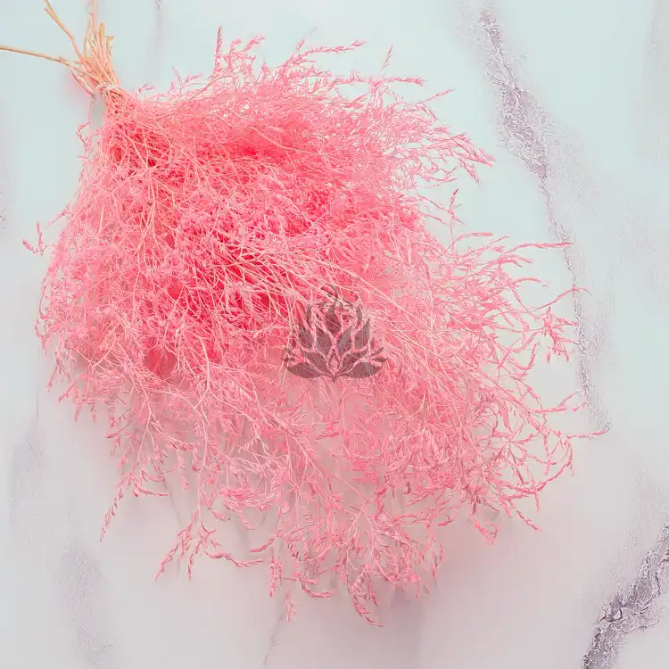 Statice Marine Lt Pink IT 2.png