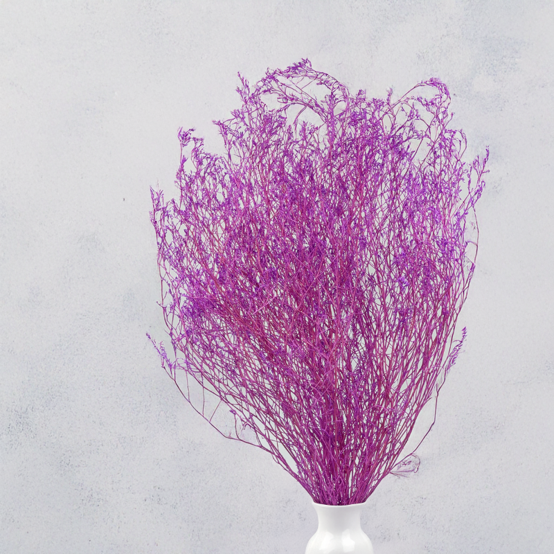 Statice Marine Lila IT 5.png