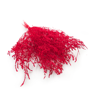 Statice Séché – Limonium Latifolium – Rouge