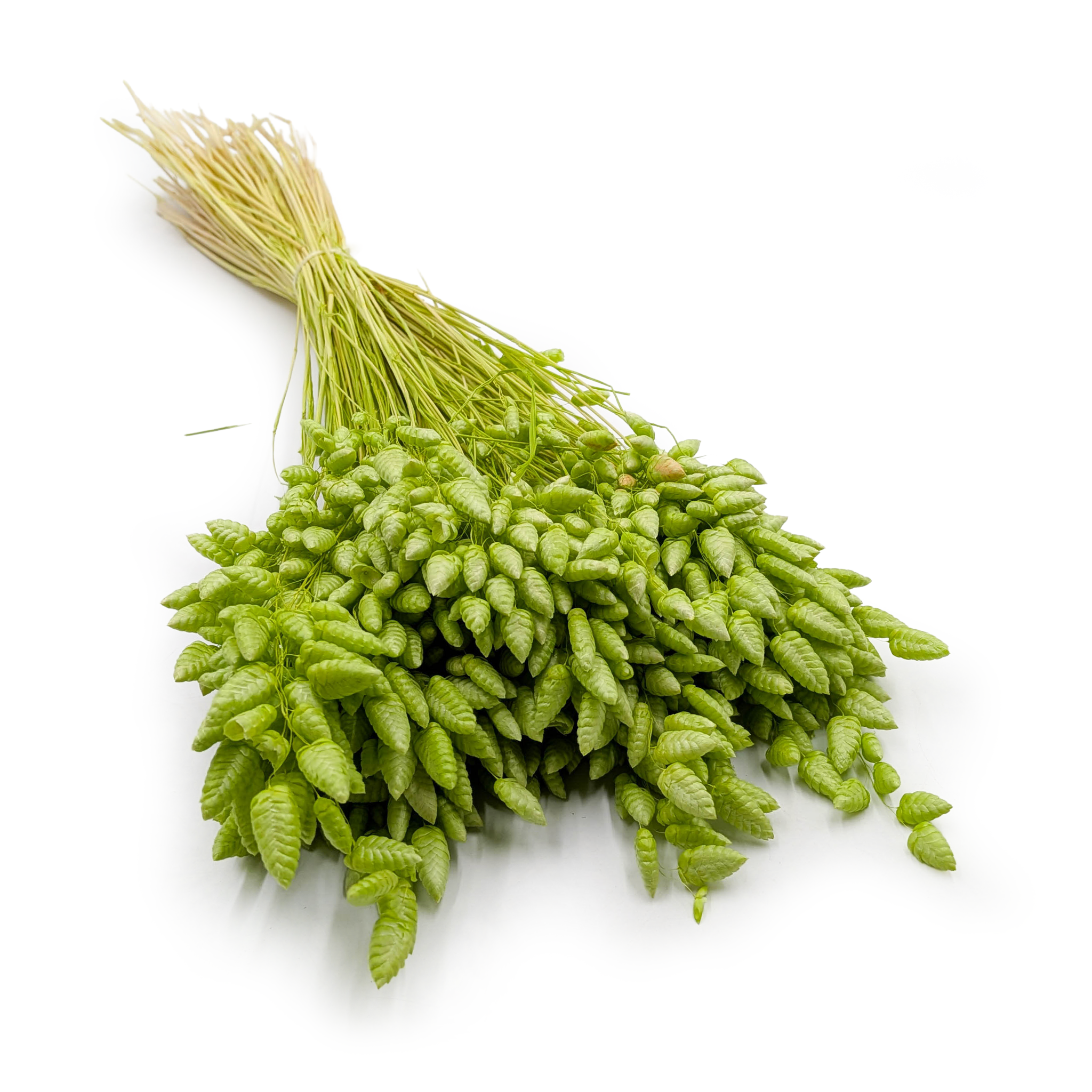 Brize séchée – (Briza Maxima) –  Vert clair