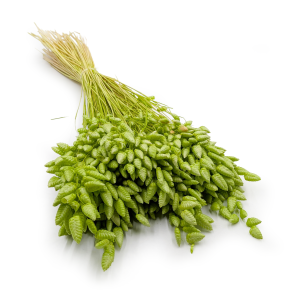 Brize séchée – (Briza Maxima) –  Vert clair