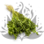 Briza maxima Lt green 0.png