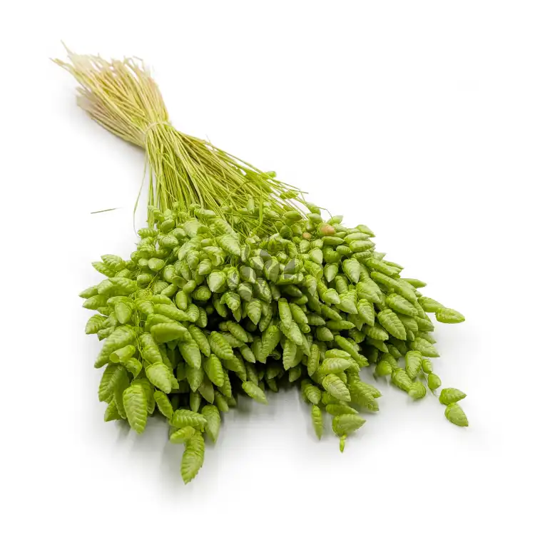 Briza maxima Lt green 0.png