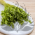 Briza maxima Lt green 2.png