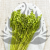 Briza maxima Lt green 3.png