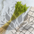 Briza maxima Lt green 4.png