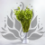 Briza maxima Lt green 5.png