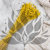 Briza maxima Yellow 4.png