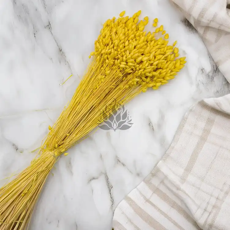 Briza maxima Yellow 4.png