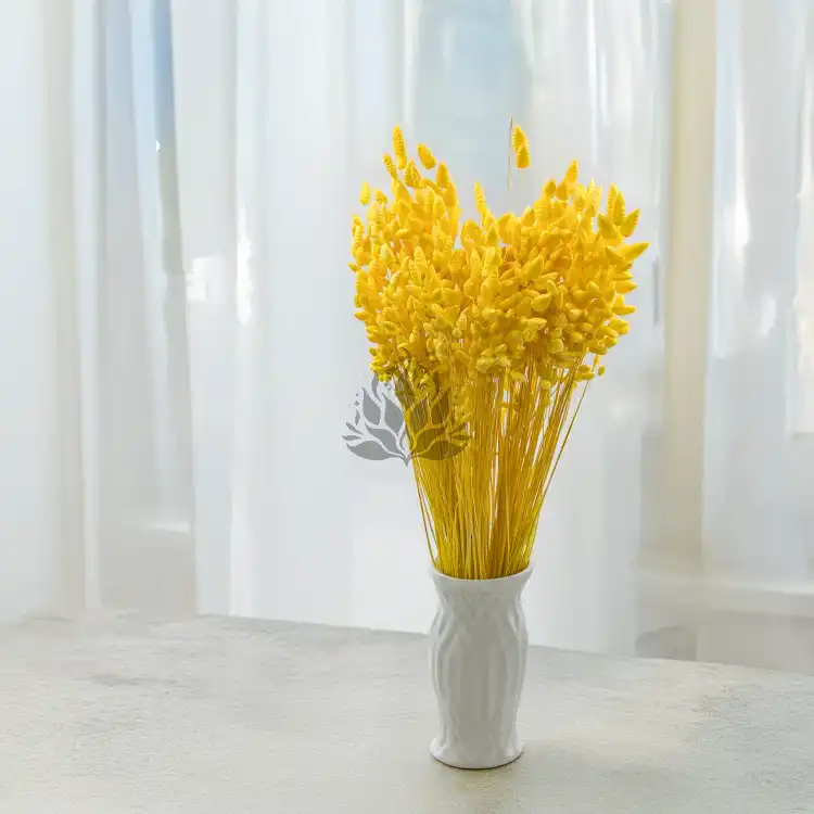 Briza maxima Yellow 5.png