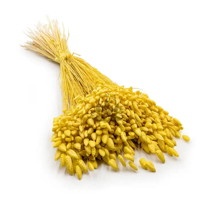 Briza maxima Yellow.png