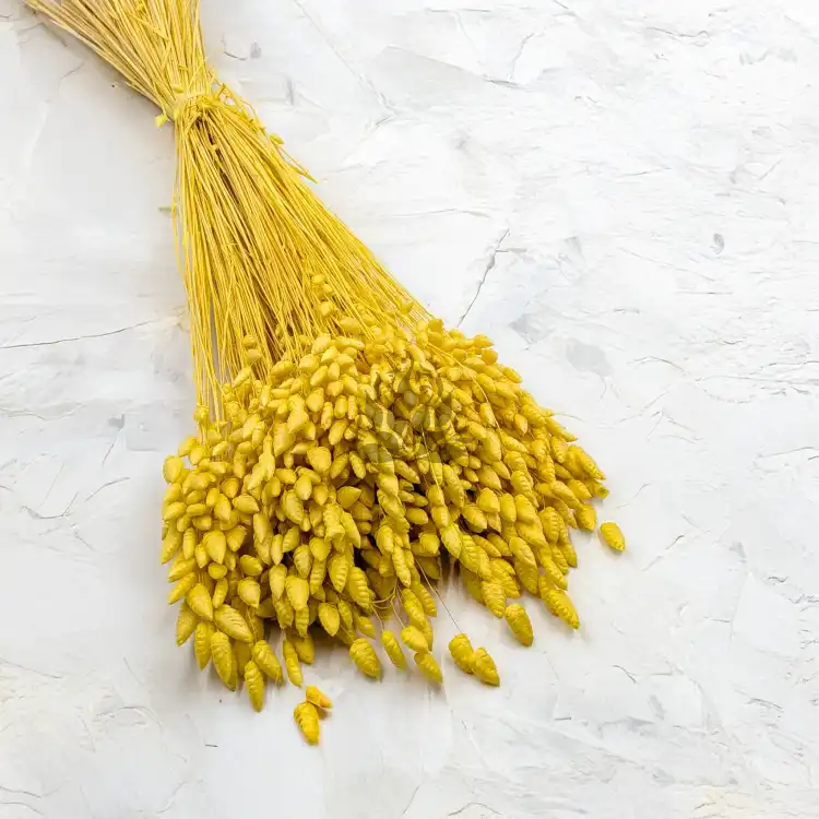 Briza maxima Yellow 1.png