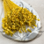 Briza maxima Yellow 2.png