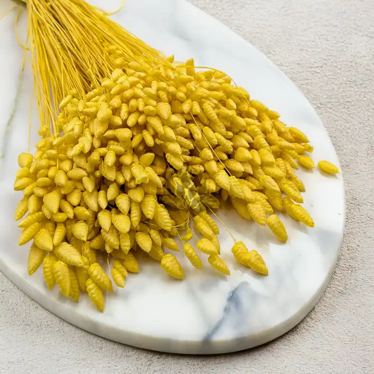 Briza maxima Yellow 2.png