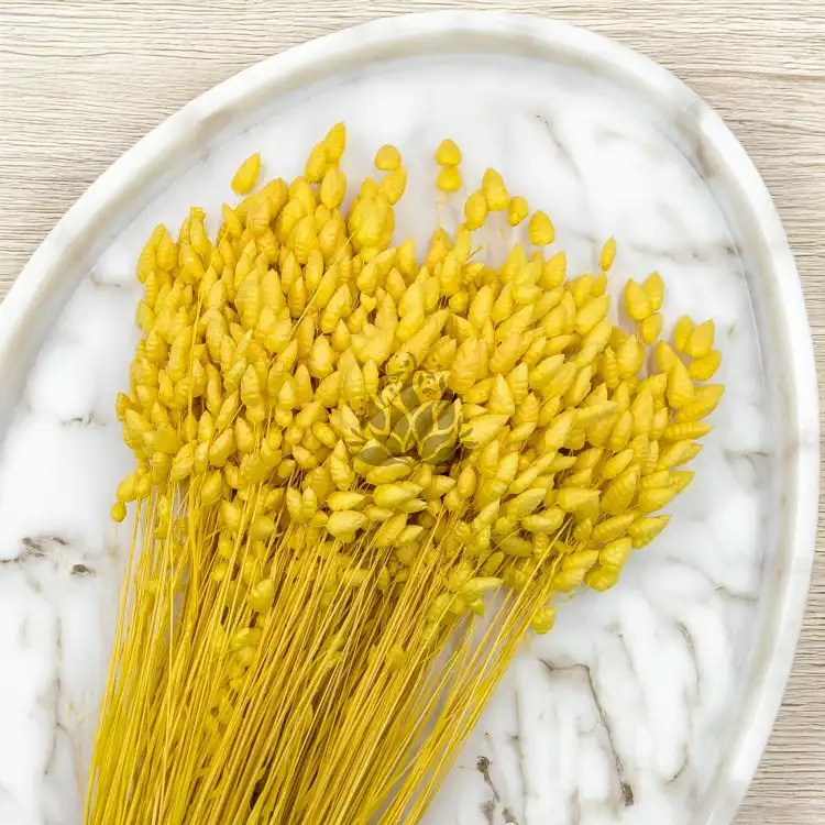 Briza maxima Yellow 3.png