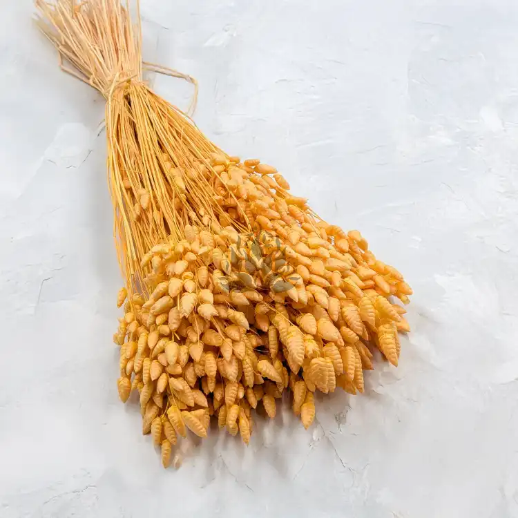 Briza maxima Peach 1.png