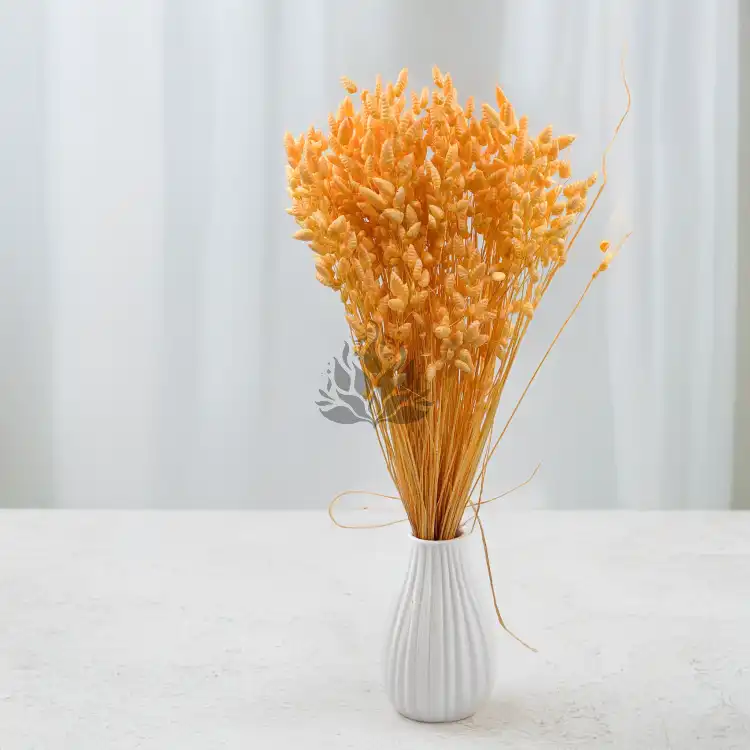 Briza maxima Peach 5.png