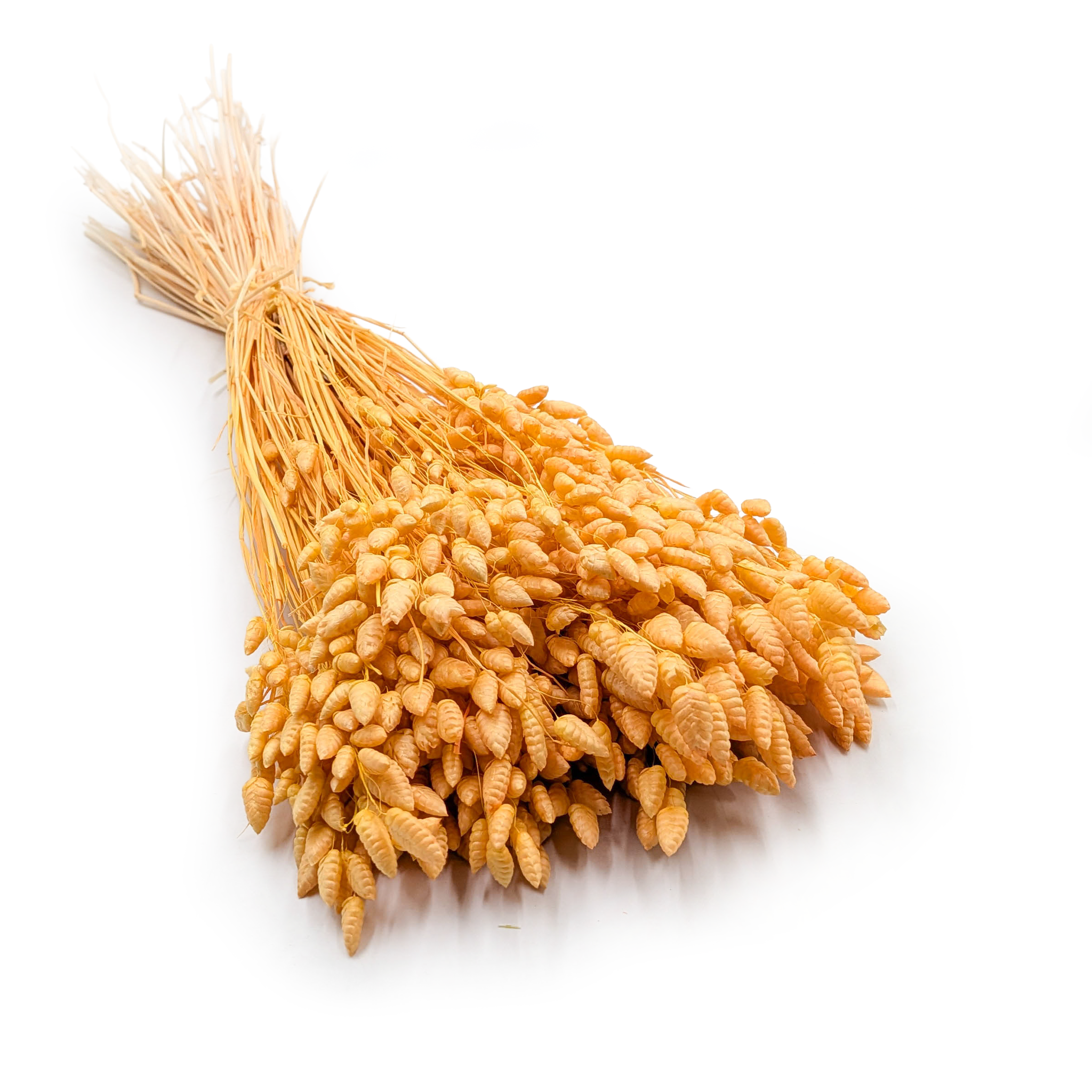 Brize séchée – (Briza Maxima) –  Pêche