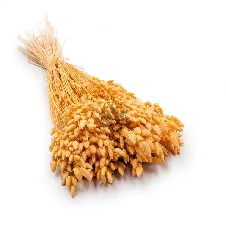Briza maxima Peach.png