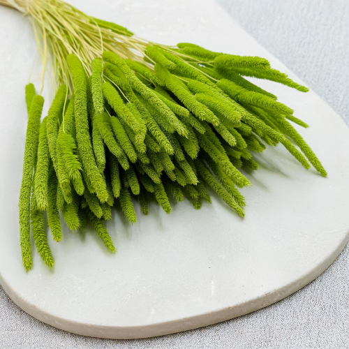 Tymotka jasnozielona 2.png