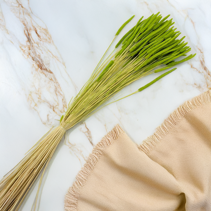 Tymotka jasnozielona 4.png