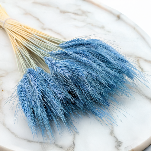 Pszenżyto niebieskie 5.png