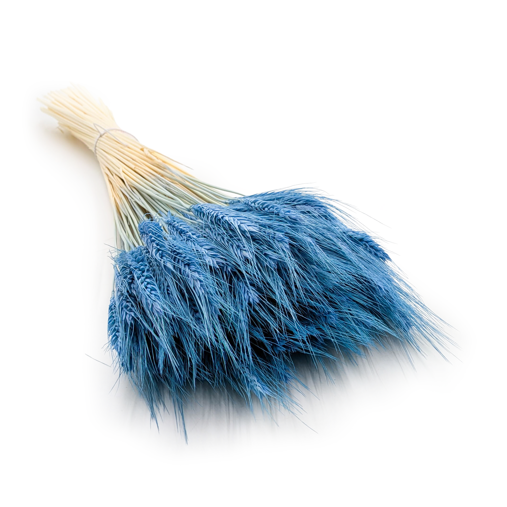 Triticale séché – Bleu