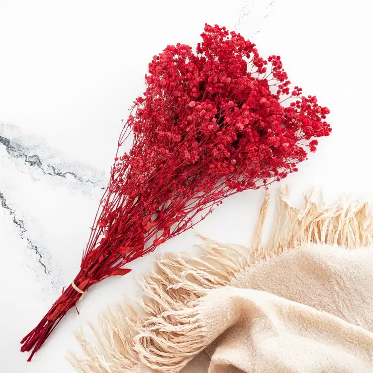 Gips Red Royal 14 3.png