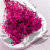 Gips Fuchsia Royal 06 3.png