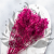 Gips Fuchsia Royal 06 4.png