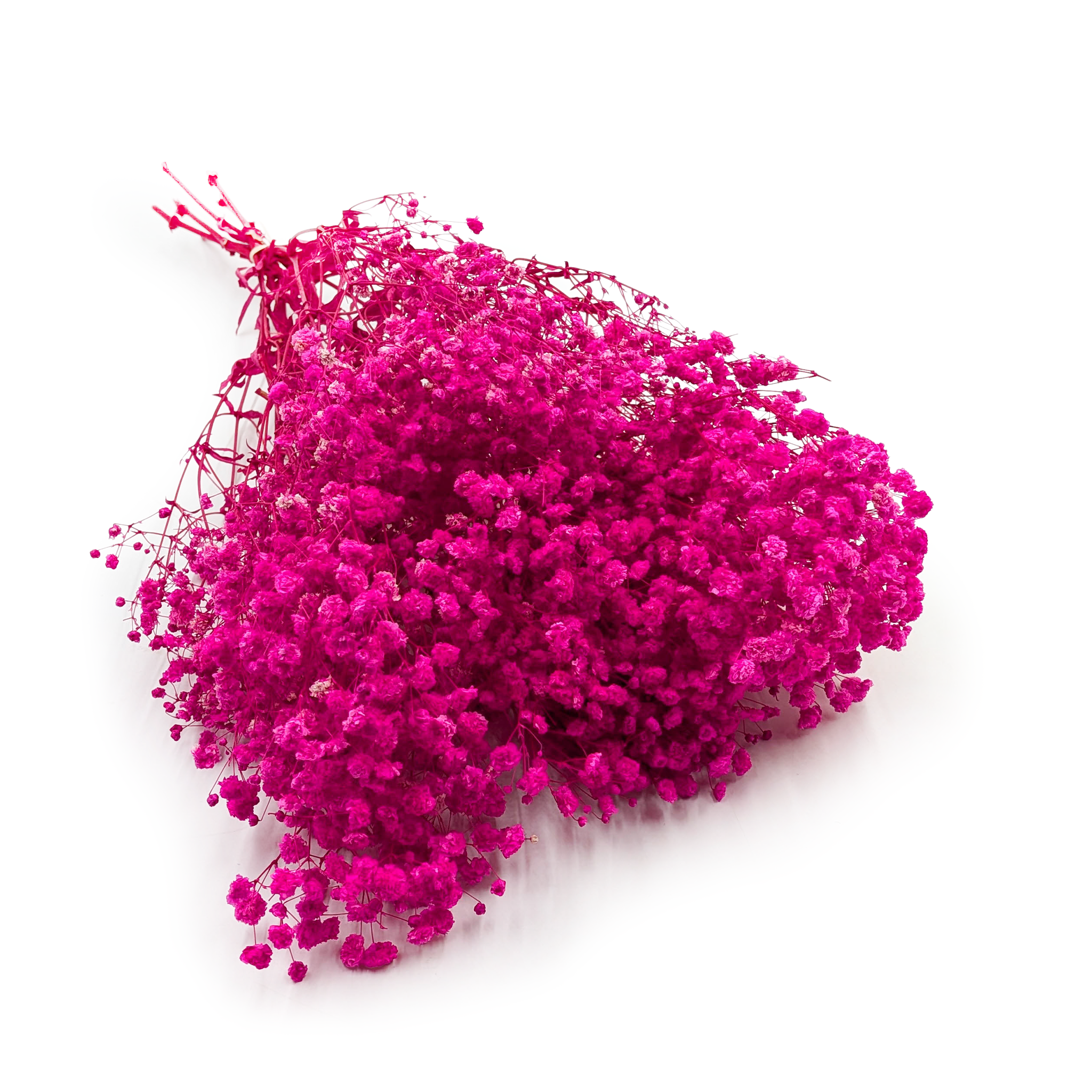 Gypsophile stabilisée – (Gypsophila) – Royal Bouquet – Fuchsia