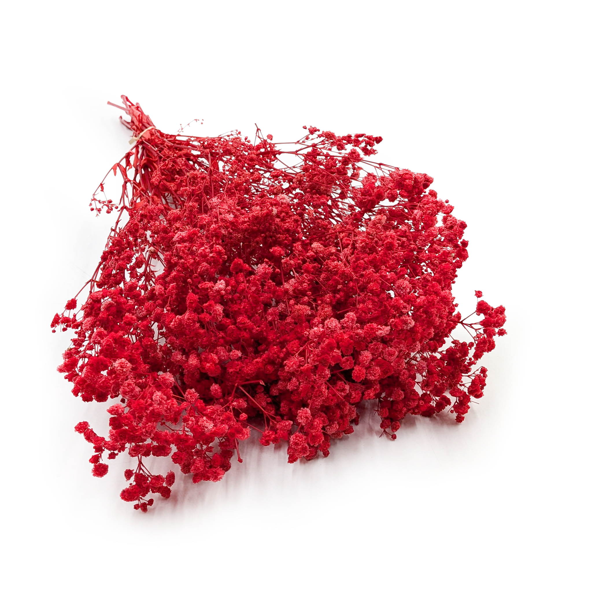 Gypsophile stabilisée – (Gypsophila) – Royal Bouquet – Rouge