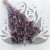 Nigella orient Lavender 1.png
