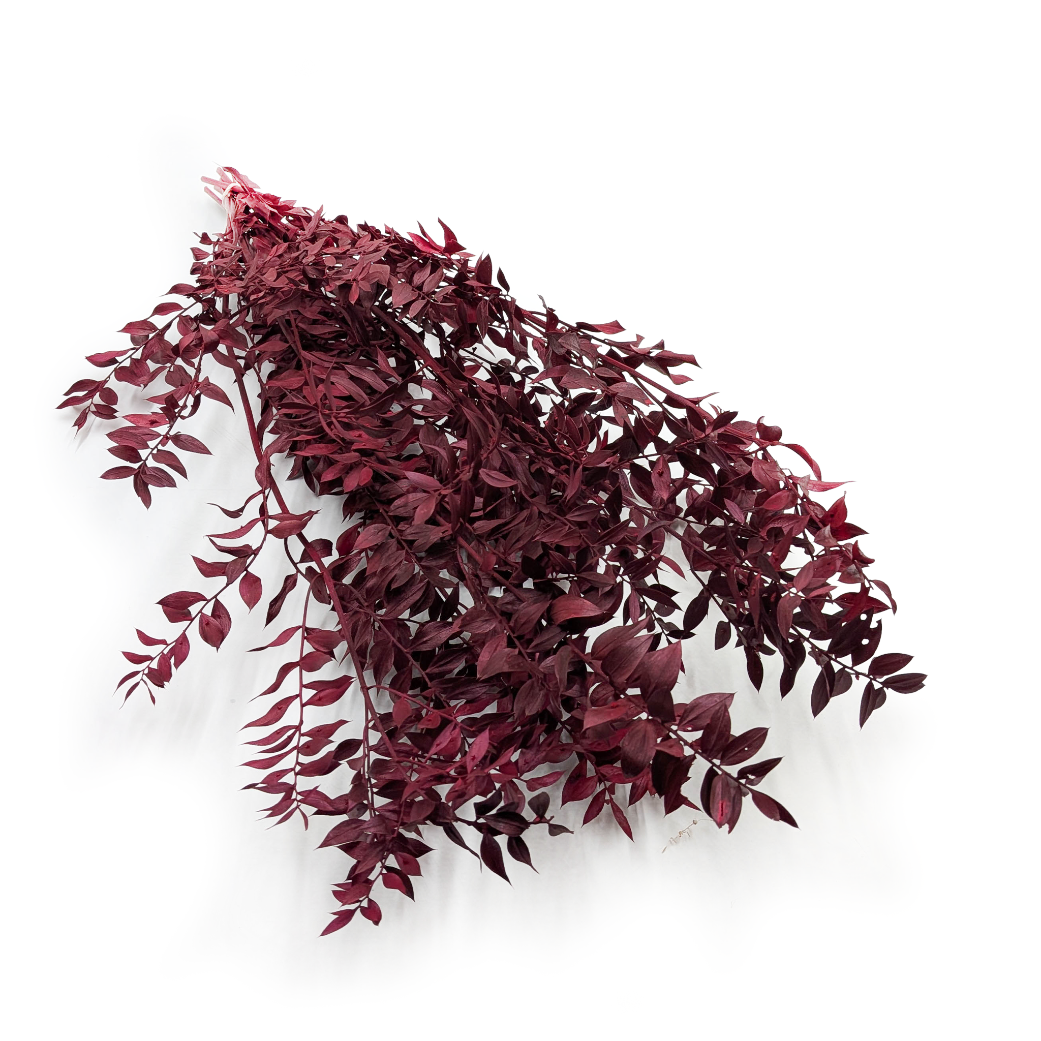 Ruscus stabilisé - (Ruscus) - Rouge