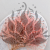 Statice Tataricum Lt Pink it 5.png