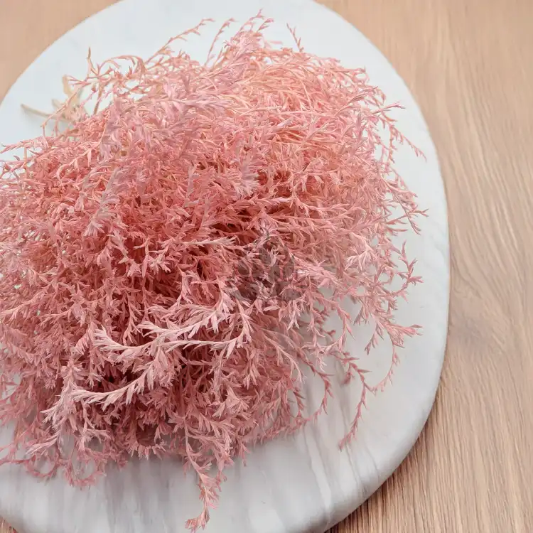 Statice Tataricum Lt Pink it 1.png