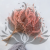 Statice Tataricum Lt Pink it 2.png