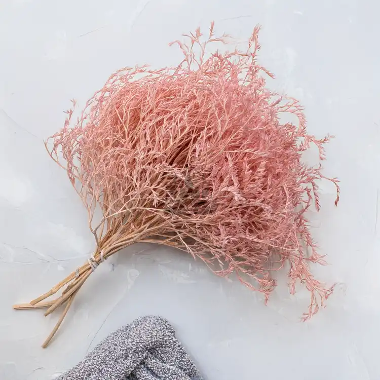 Statice Tataricum Lt Pink it 2.png
