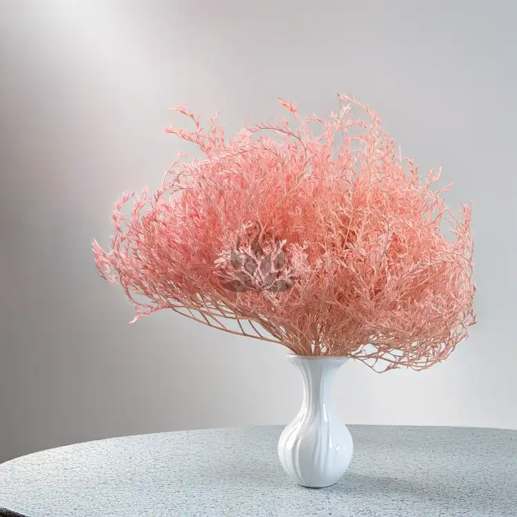 Statice Tataricum Lt Pink it 4.png