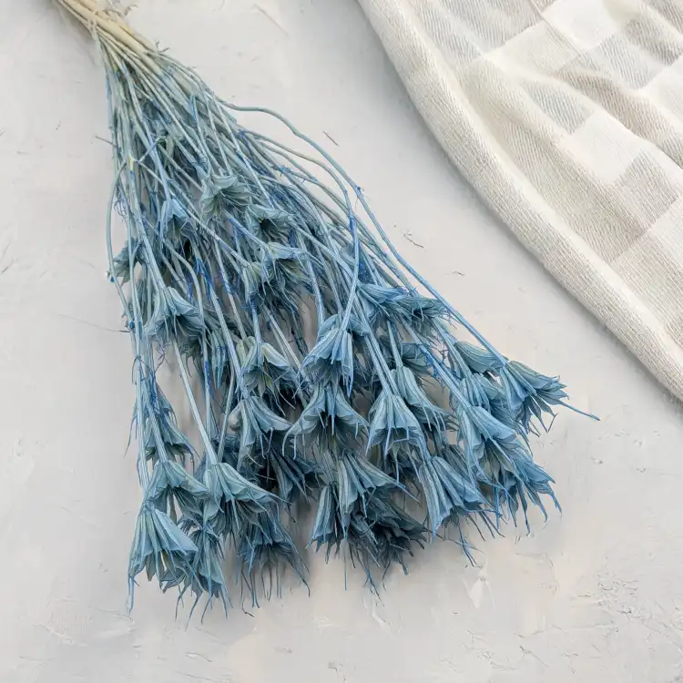 Nigella orient Sky Blue 1.png