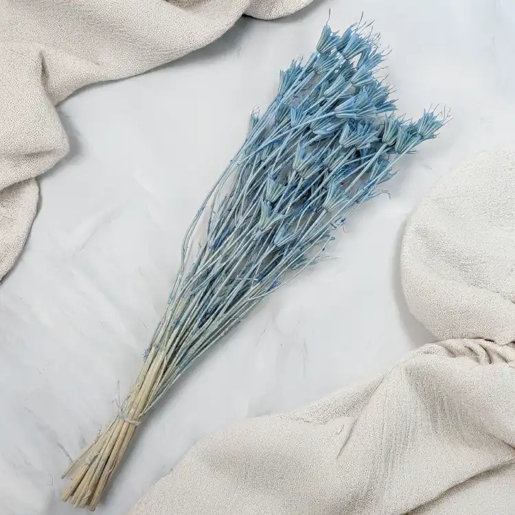 Nigella orient Sky Blue 3.png