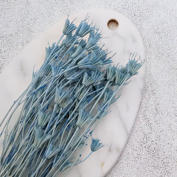 Nigella orient Sky Blue 4.png